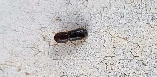 Xyleborinus saxesenii